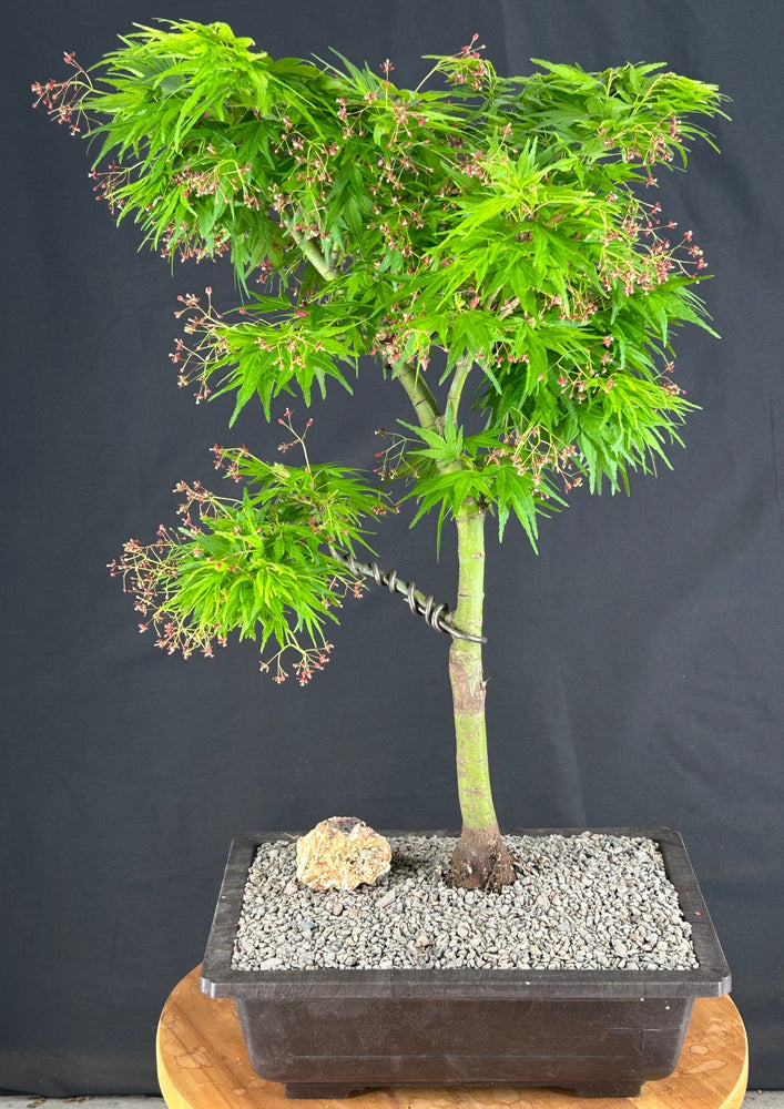 Mikawa Yatsubusa Japanese Maple Bonsai Tree-(acer palmatum 'Mikawa Yatsubusa')