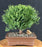 Mr. Bowling Ball Arborvitae Bonsai Tree-(Thuja occidentalis 'Bobozam')