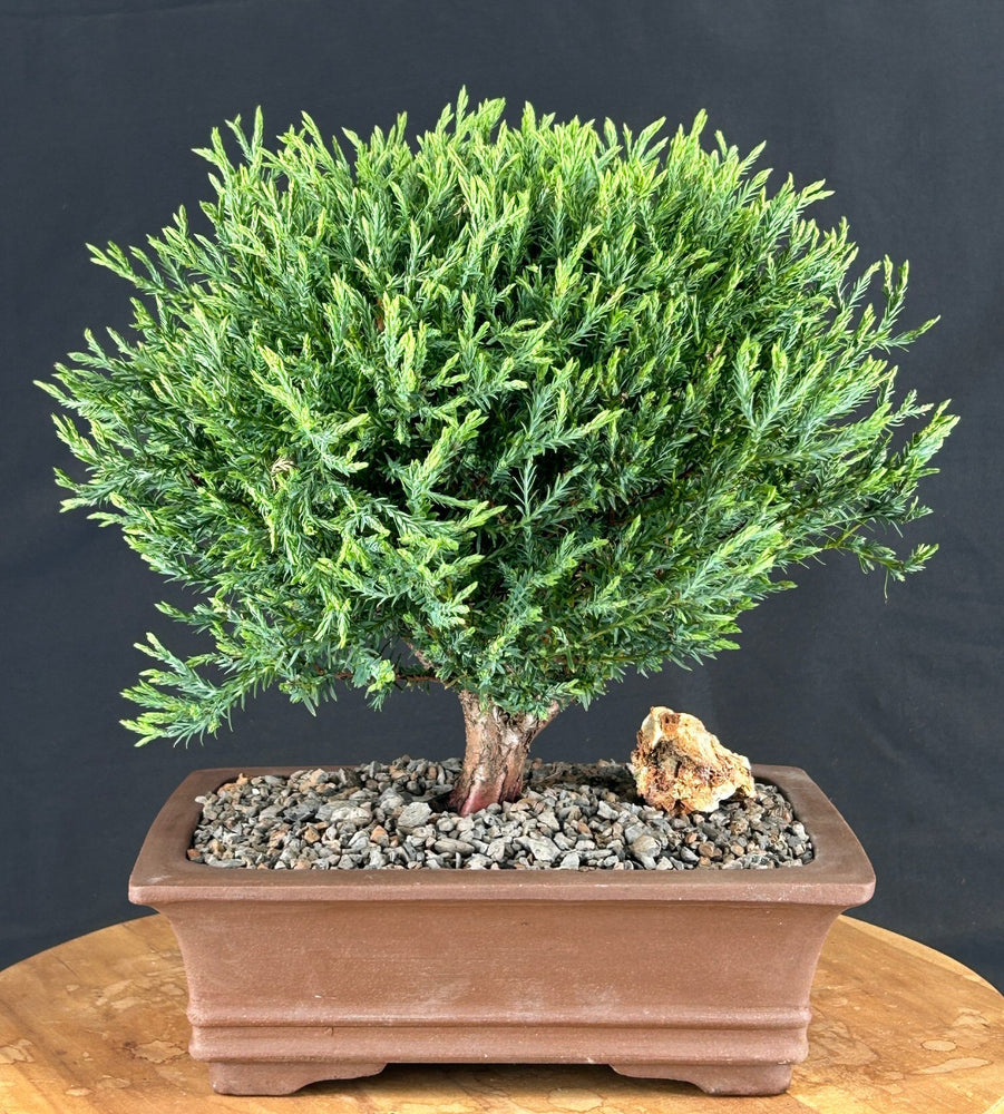 Mr. Bowling Ball Arborvitae Bonsai Tree-(Thuja occidentalis 'Bobozam')