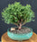 Mr. Bowling Ball Arborvitae Bonsai Tree-(Thuja occidentalis 'Bobozam')