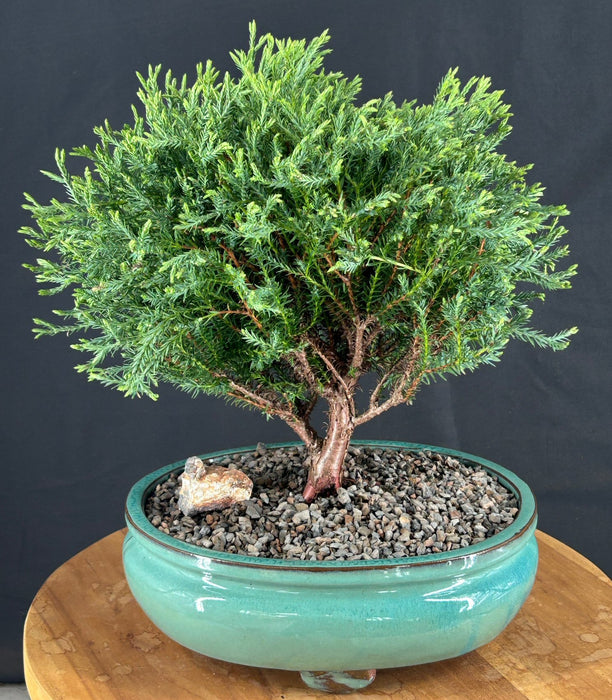Mr. Bowling Ball Arborvitae Bonsai Tree-(Thuja occidentalis 'Bobozam')