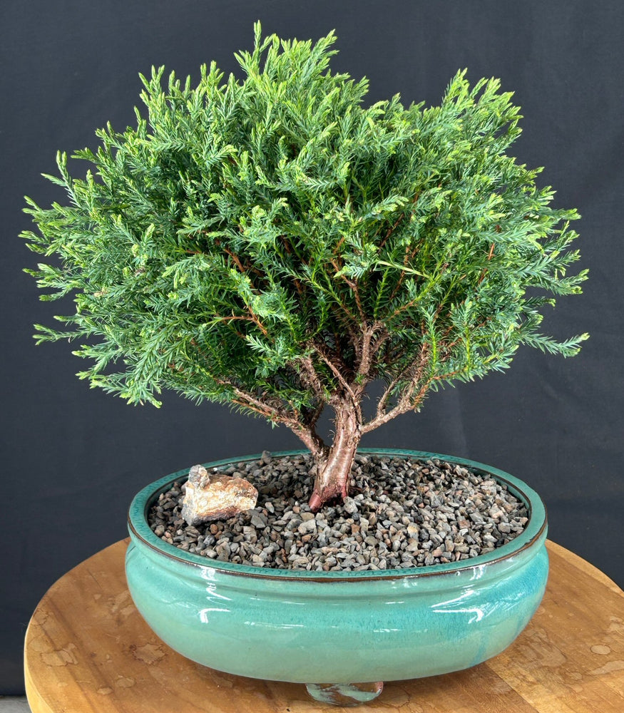 Mr. Bowling Ball Arborvitae Bonsai Tree-(Thuja occidentalis 'Bobozam')