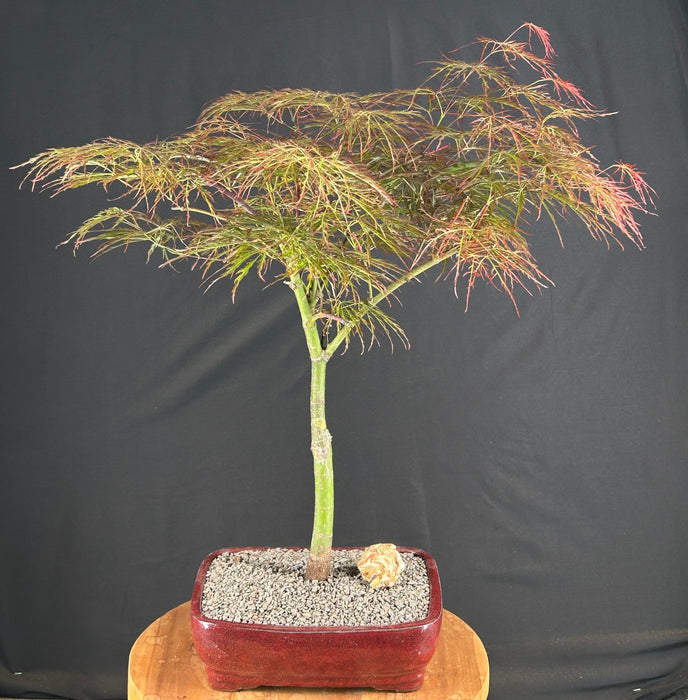 Crimson Queen Japanese Maple - (Acer palmatum var. dissectum 'Crimson Queen')