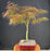 Crimson Queen Japanese Maple - (Acer palmatum var. dissectum 'Crimson Queen')