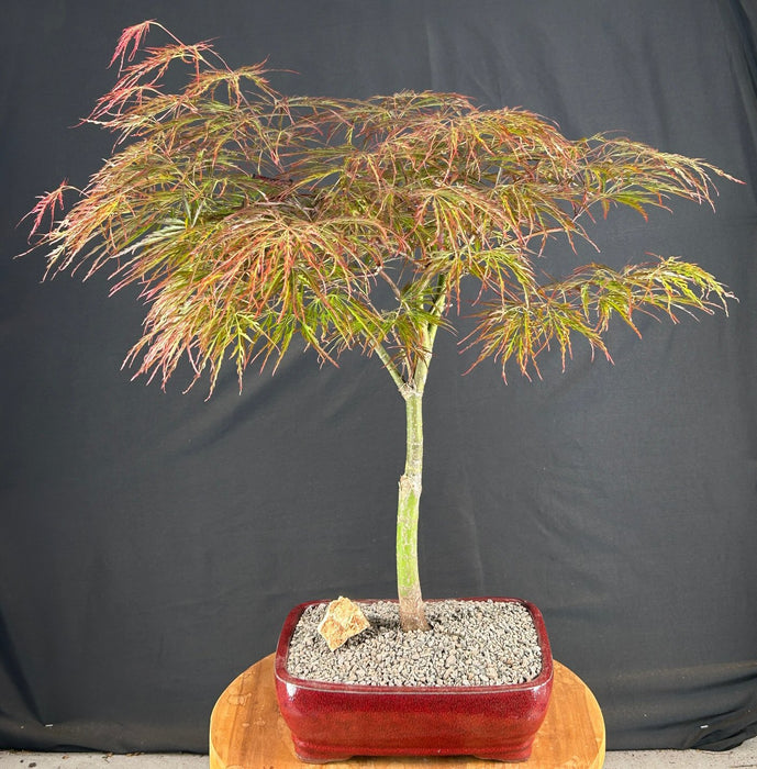 Crimson Queen Japanese Maple - (Acer palmatum var. dissectum 'Crimson Queen')