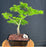 Mikawa Yatsubusa Japanese Maple Bonsai Tree-(acer palmatum 'Mikawa Yatsubusa')