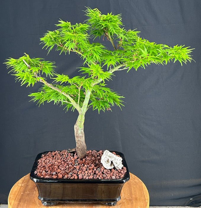 Mikawa Yatsubusa Japanese Maple Bonsai Tree-(acer palmatum 'Mikawa Yatsubusa')