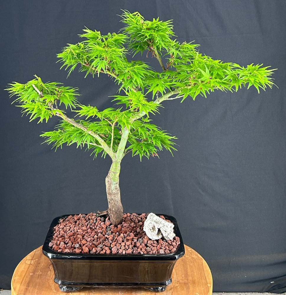 Mikawa Yatsubusa Japanese Maple Bonsai Tree-(acer palmatum 'Mikawa Yatsubusa')