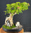 Semi Cascade Flowering Bougainvillea Bonsai Tree-Exposed Root Over Rock-(Pink Pixie)