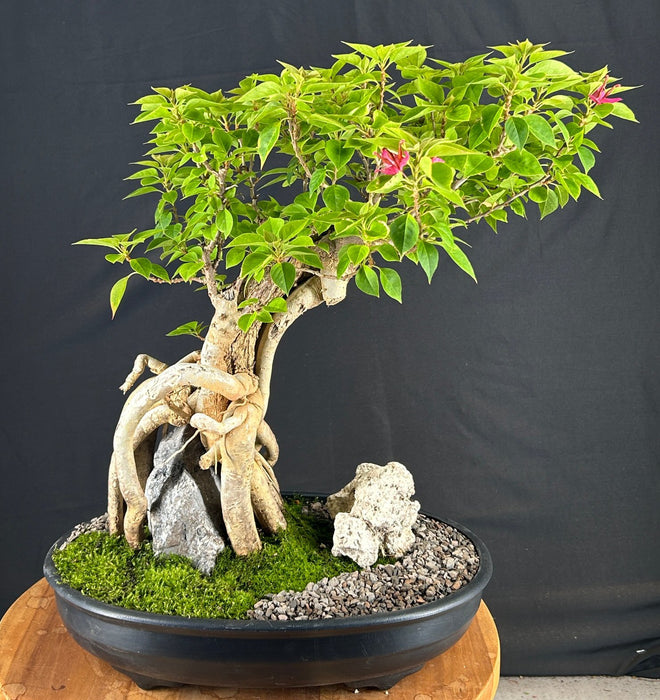 Semi Cascade Flowering Bougainvillea Bonsai Tree-Exposed Root Over Rock-(Pink Pixie)