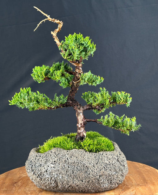 Juniper Bonsai Tree - Trained -(juniper procumbens nana)