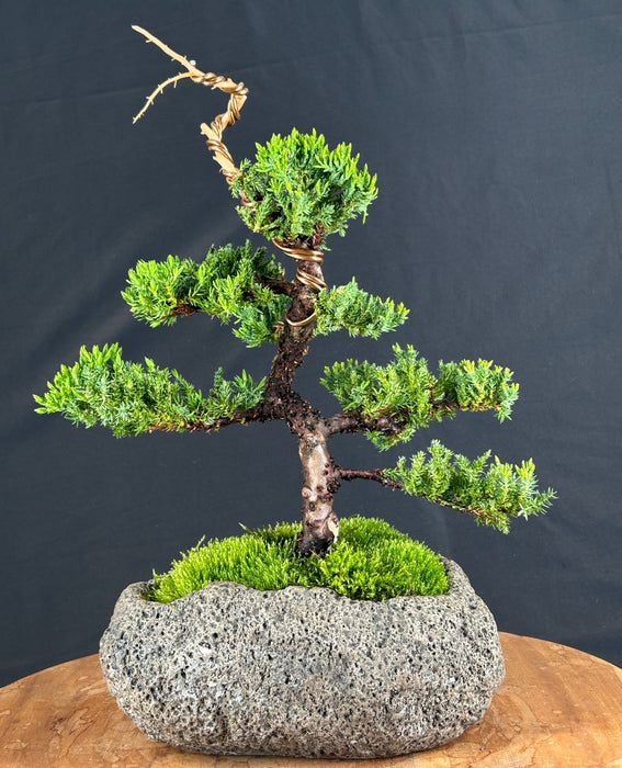 Juniper Bonsai Tree - Trained -(juniper procumbens nana)