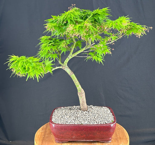 Trained Mikawa Yatsubusa Japanese Maple Bonsai Tree-(acer palmatum 'Mikawa Yatsubusa')
