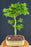 Mikawa Yatsubusa Japanese Maple Bonsai Tree-(acer palmatum 'Mikawa Yatsubusa')