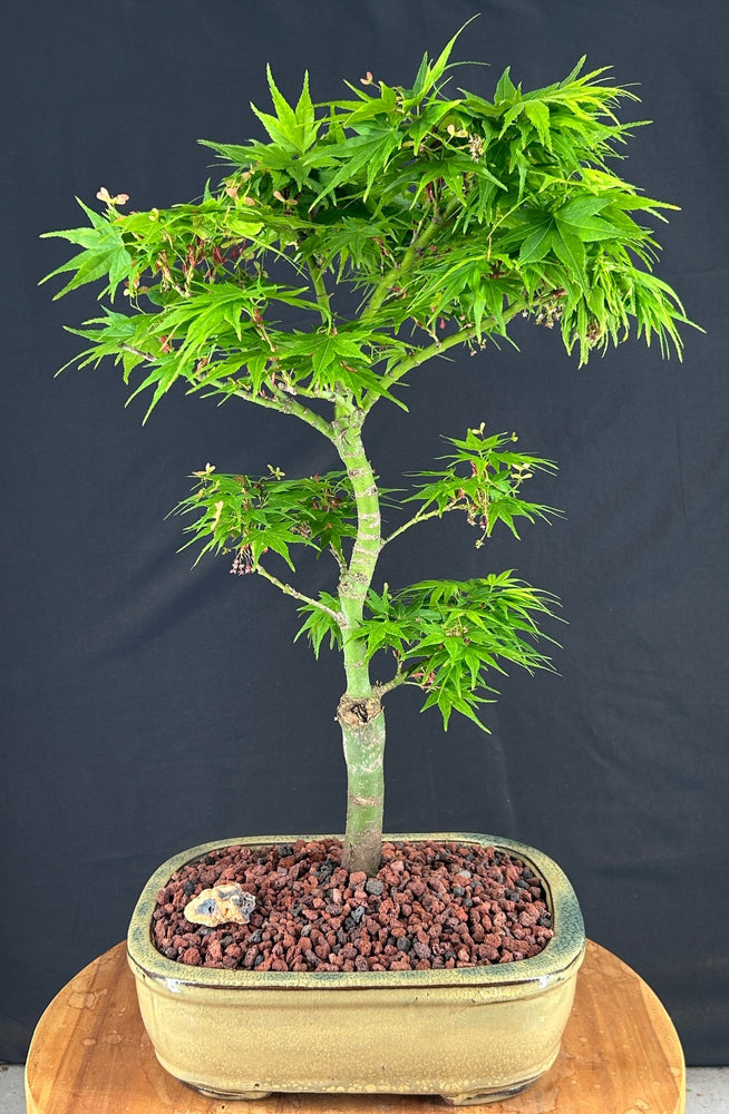 Mikawa Yatsubusa Japanese Maple Bonsai Tree-(acer palmatum 'Mikawa Yatsubusa')