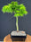 Mikawa Yatsubusa Japanese Maple Bonsai Tree-(acer palmatum 'Mikawa Yatsubusa')