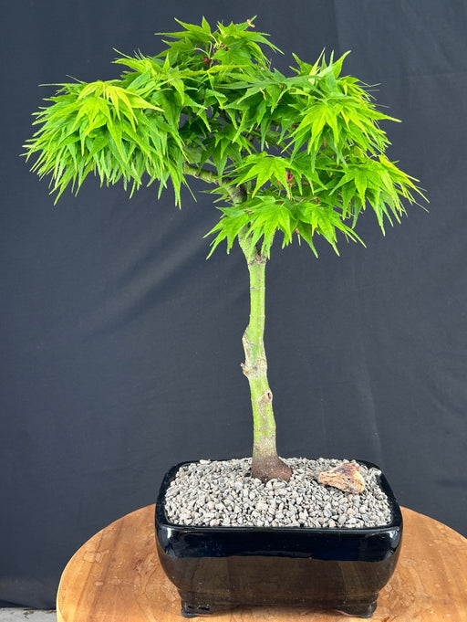Mikawa Yatsubusa Japanese Maple Bonsai Tree-(acer palmatum 'Mikawa Yatsubusa')