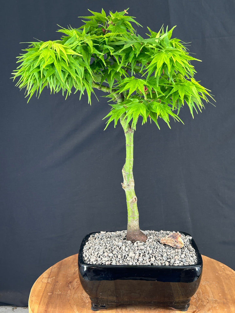 Mikawa Yatsubusa Japanese Maple Bonsai Tree-(acer palmatum 'Mikawa Yatsubusa')