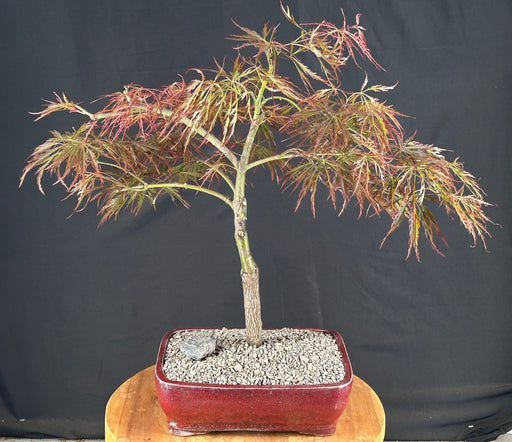 Crimson Queen Japanese Maple-(Acer palmatum var. dissectum 'Crimson Queen')