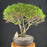 Trained Chinese Seiju Elm Bonsai Tree - (ulmus parvifolia 'seiju')