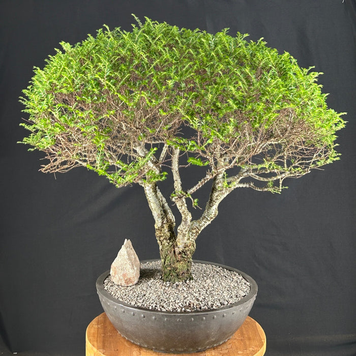 Trained Chinese Seiju Elm Bonsai Tree - (ulmus parvifolia 'seiju')