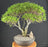 Trained Chinese Seiju Elm Bonsai Tree - (ulmus parvifolia 'seiju')