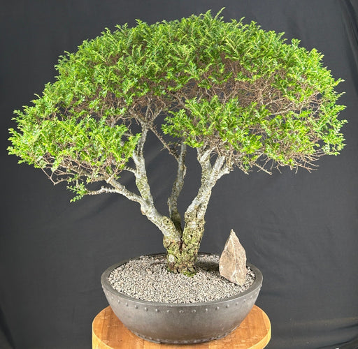 Trained Chinese Seiju Elm Bonsai Tree - (ulmus parvifolia 'seiju')