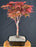 Rhode Island Red Japanese Maple-(acer palmatum 'Rhode Island Red)