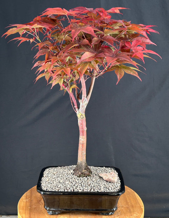 Rhode Island Red Japanese Maple-(acer palmatum 'Rhode Island Red)