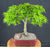 Dwarf Sharp's Pygmy Japanese Maple Bonsai Tree-(acer palmatum 'sharps pygme')