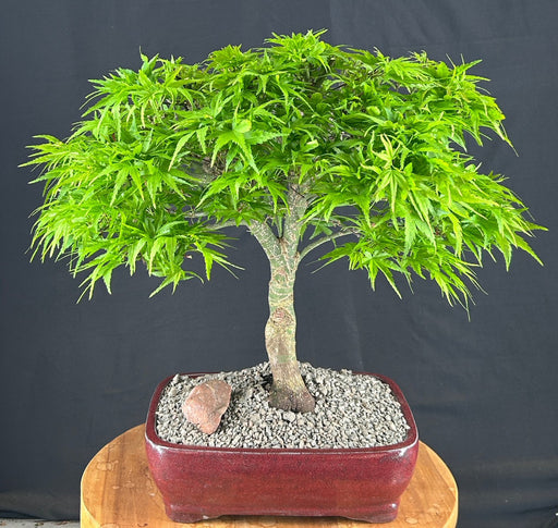 Dwarf Sharp's Pygmy Japanese Maple Bonsai Tree-(acer palmatum 'sharps pygme')