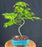 Trained Japanese Green Maple Bonsai Tree -(acer palmatum)