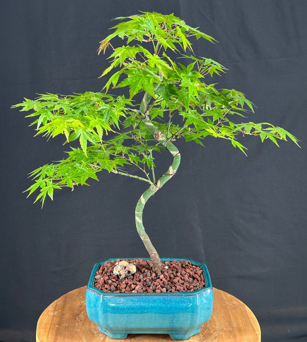 Trained Japanese Green Maple Bonsai Tree -(acer palmatum)