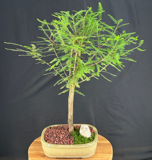Bald Cypress Bonsai Tree-(taxodium distichum)