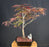 Bloodgood Japanese Maple Bonsai Tree-(acer palmatum var. atropurpureum)