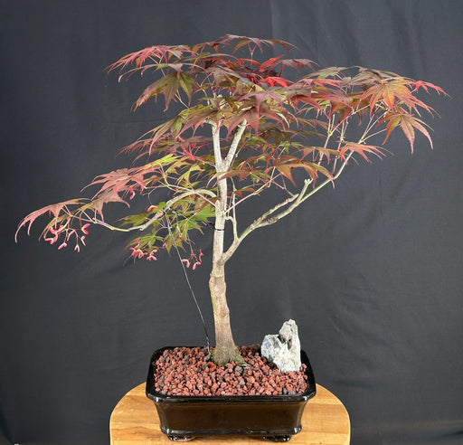 Bloodgood Japanese Maple Bonsai Tree-(acer palmatum var. atropurpureum)