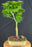 Mikawa Yatsubusa Japanese Maple Bonsai Tree-(acer palmatum 'Mikawa Yatsubusa')