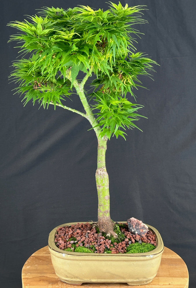 Mikawa Yatsubusa Japanese Maple Bonsai Tree-(acer palmatum 'Mikawa Yatsubusa')