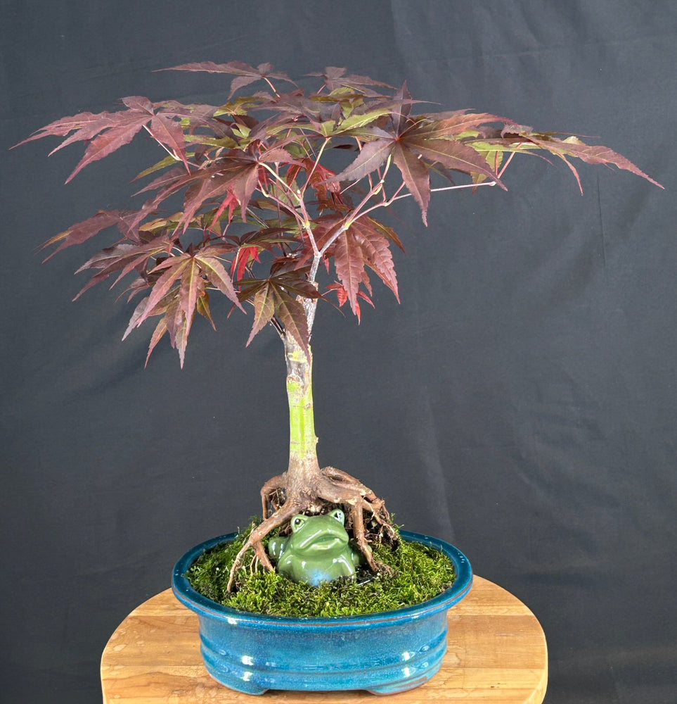 Emperor One Japanese Maple Bonsai Tree-(acer palmatum 'Wolff')