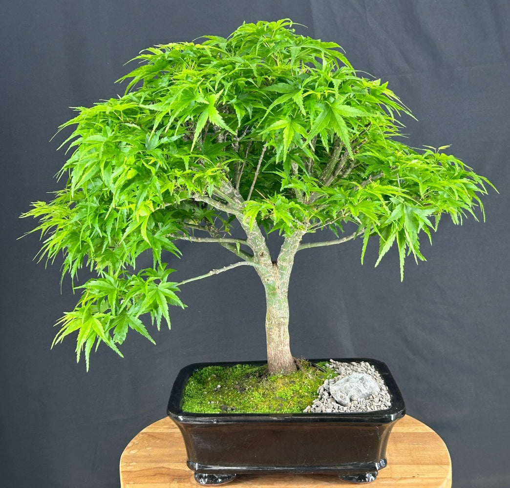 Dwarf Sharp's Pygmy Japanese Maple Bonsai Tree-(acer palmatum 'sharps pygme')