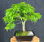 Dwarf Sharp's Pygmy Japanese Maple Bonsai Tree-(acer palmatum 'sharps pygme')