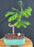 Redwood Bonsai Tree-Coiled Trunk Style-(metasequoia glyptostroboides)