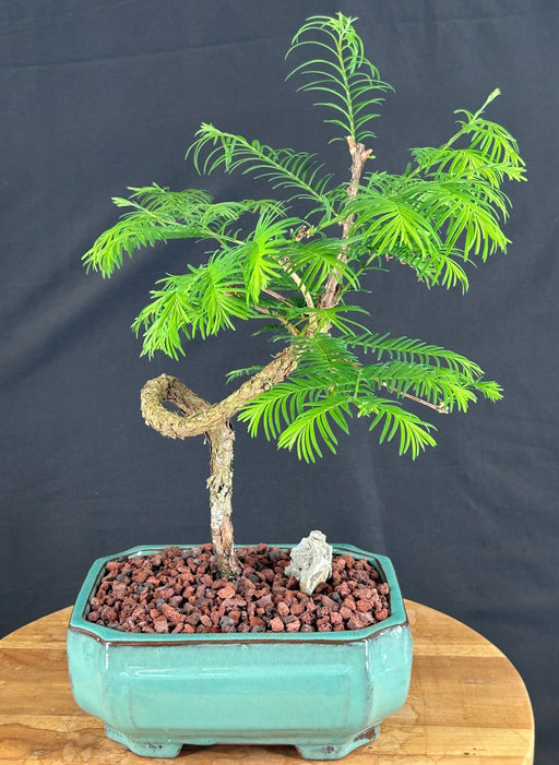 Redwood Bonsai Tree-Coiled Trunk Style-(metasequoia glyptostroboides)