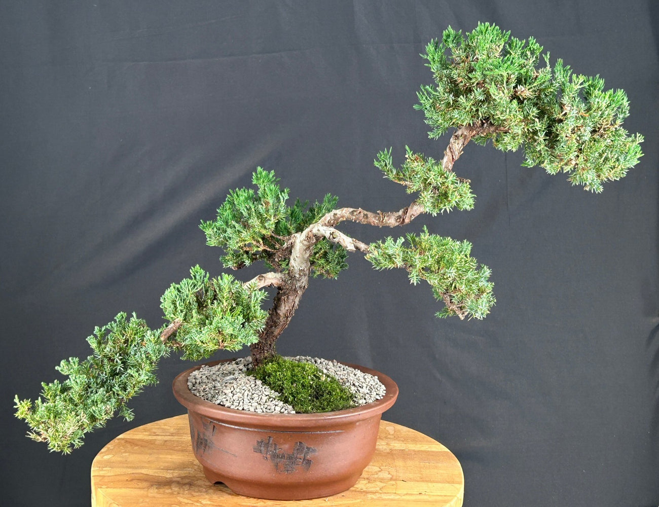 Juniper Bonsai Tree - Trained -(juniper procumbens nana)