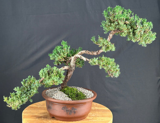 Juniper Bonsai Tree - Trained -(juniper procumbens nana)