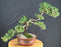 Juniper Bonsai Tree - Trained -(juniper procumbens nana)