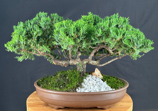 Juniper Bonsai Tree - Trained -(juniper procumbens nana)