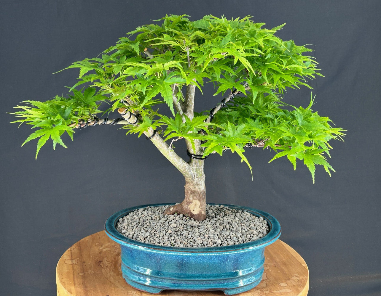 Dwarf Sharp's Pygmy Japanese Maple Bonsai Tree-(acer palmatum 'sharps pygme')