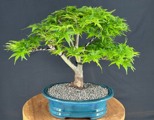 Dwarf Sharp's Pygmy Japanese Maple Bonsai Tree-(acer palmatum 'sharps pygme')