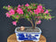 Flowering Chinzan Azalea Bonsai Tree -(azalea satsuki 'chinzan')